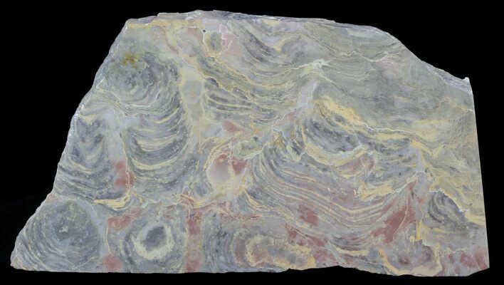Polished Stromatolite From Russia - Million Years #57697